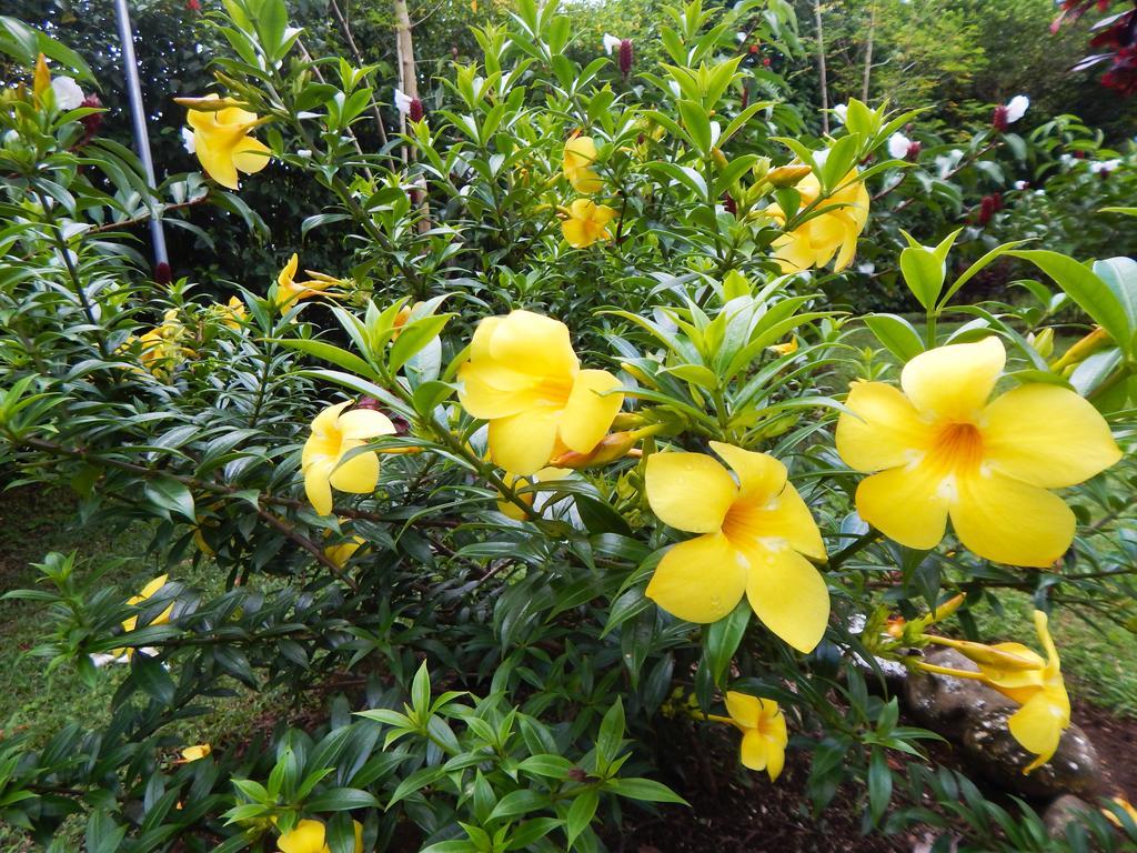 Befox Adventure 호텔 La Fortuna 외부 사진